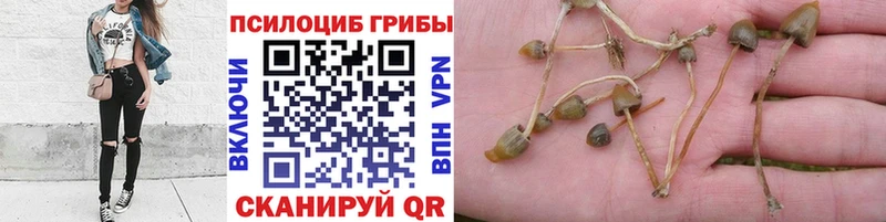 Купить  Котельнич  Псилоцибиновые грибы Cubensis 